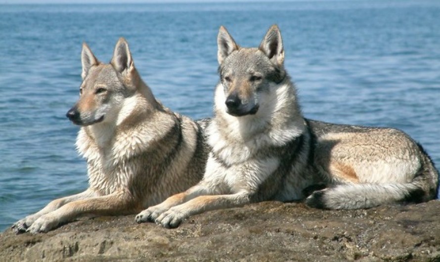 Pure Czech wolfdogs