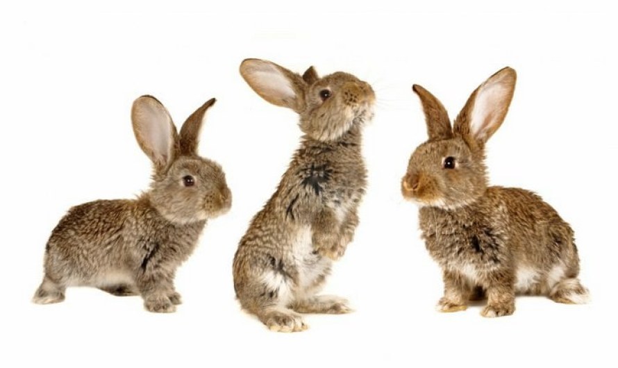 Rabbits Pets for kids