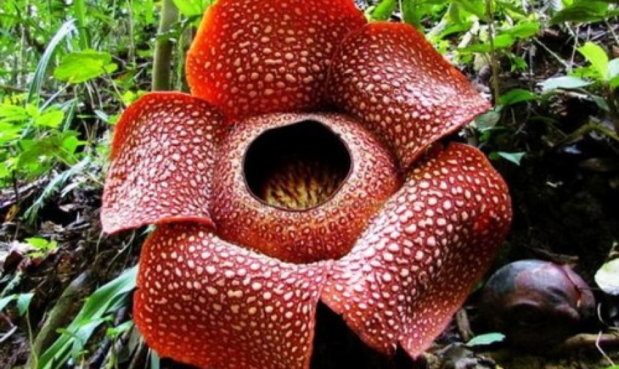 Rafflesia Arnoldii