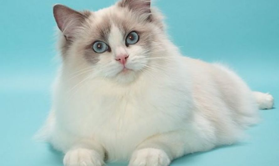 Ragdoll Cats of Zodiac