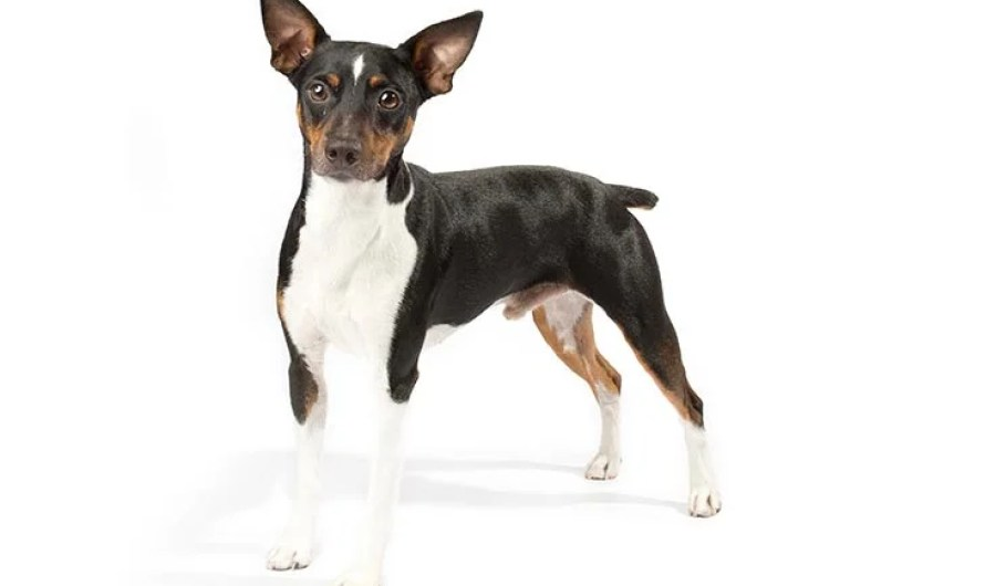 Rat Terrier Dog Breeds