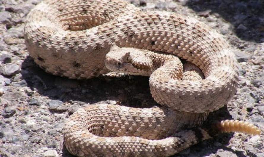 Rattlesnake deadliest snakes