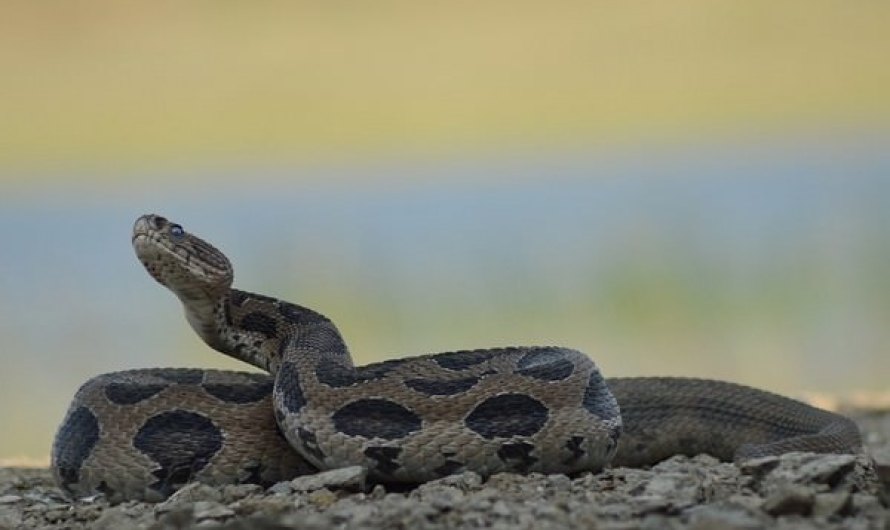 Russell's viper deadliest snakes