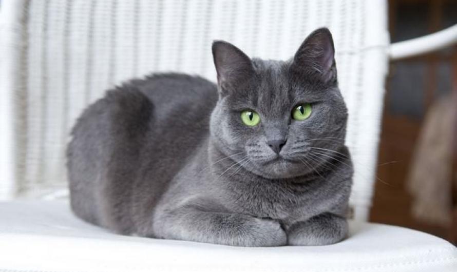 Russian Blue Cat