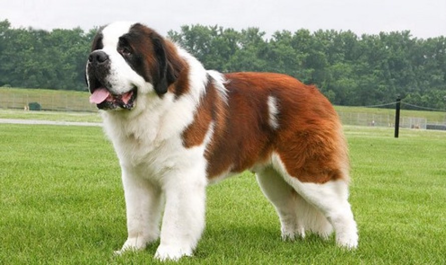 Saint Bernard Dog Breed