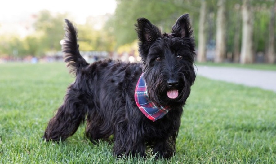 Scottish Terrier Dog Breeds