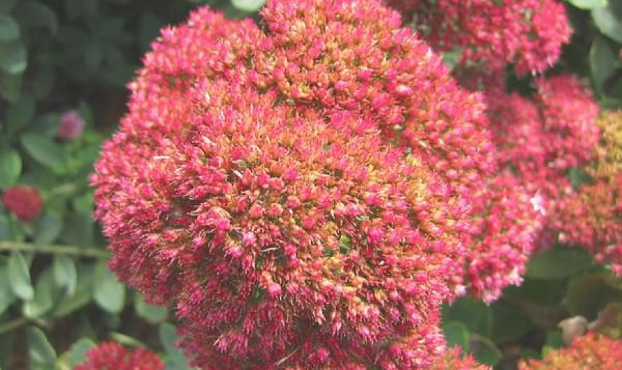 Sedum Autumn Joy