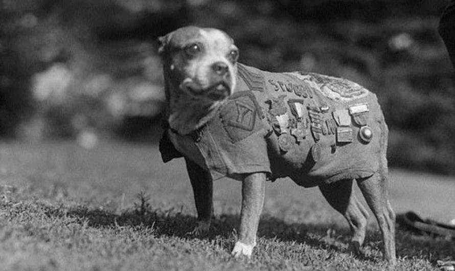 Sergeant Stubby