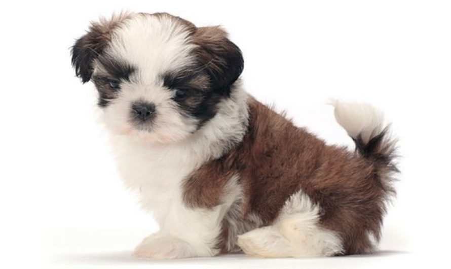 Shih Tzu Smallest Dog