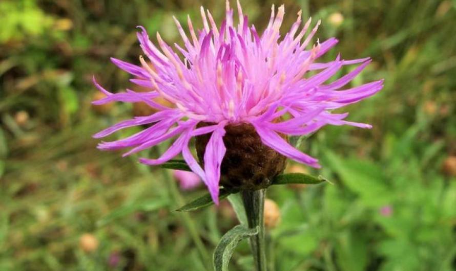 Spotted Knapweed (Offensive Plants)