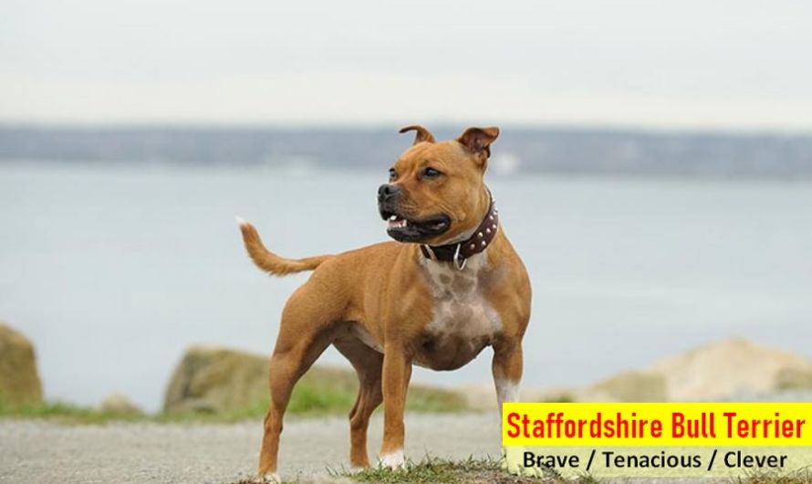 Staffordshire Bull Terrier