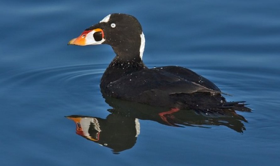 Surf Scoter