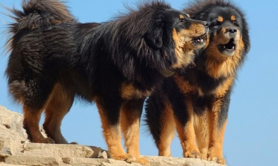 Tibetan Mastiff