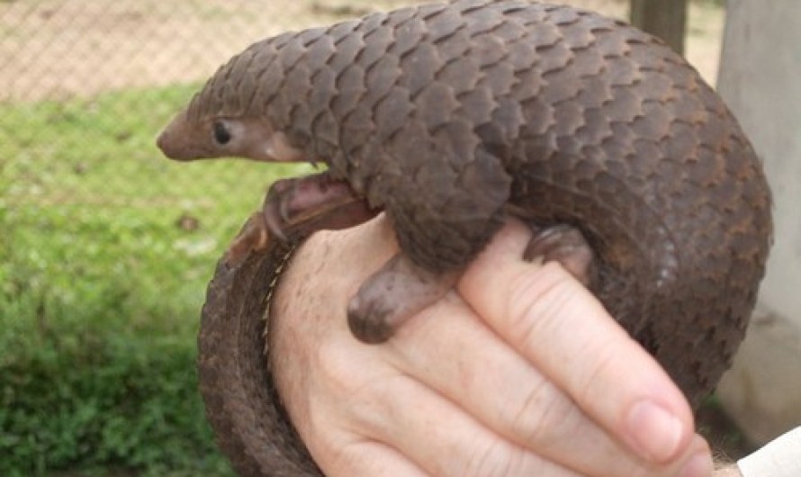 Tree Pangolin