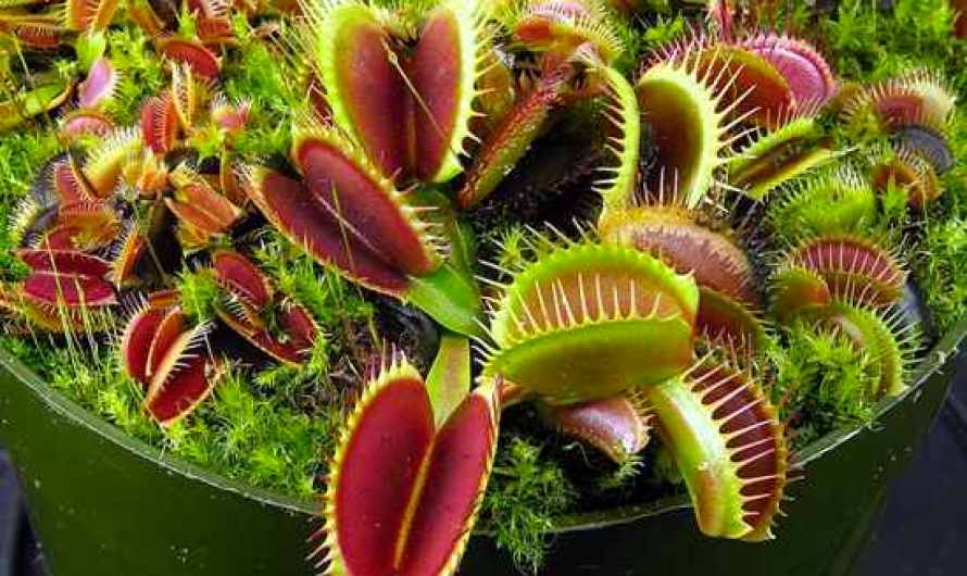 Venus Flytrap