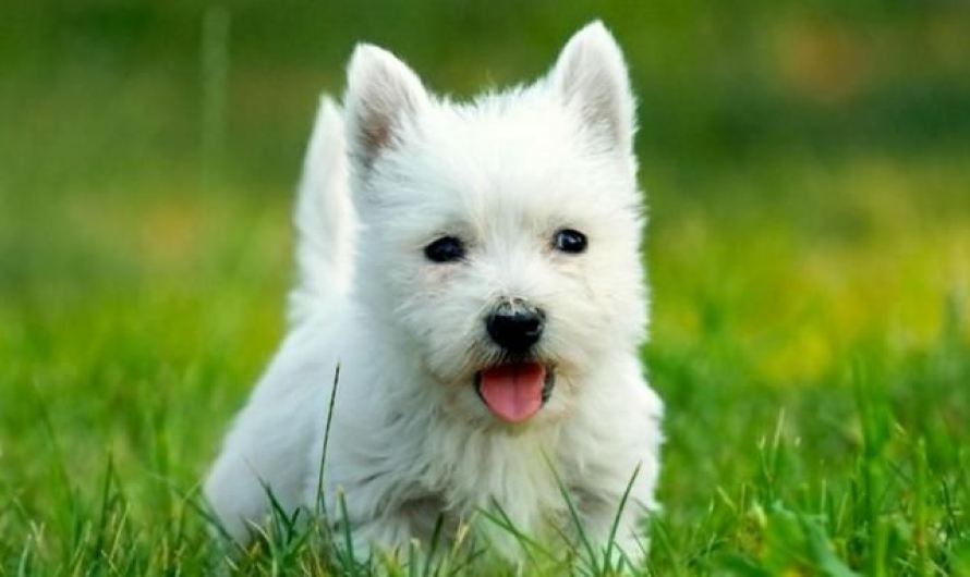 How Many Terrier Breeds are There? Top 10 Terrier Dog Breeds