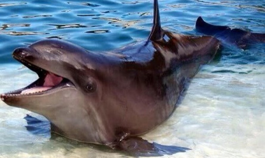 Amazing Animals Cross-Breed Wholphin