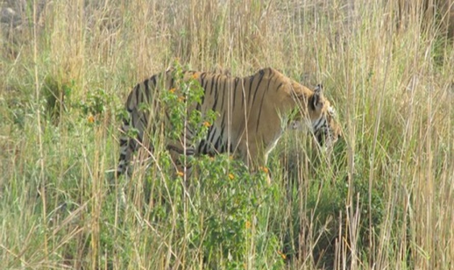 Wilderness in Corbett