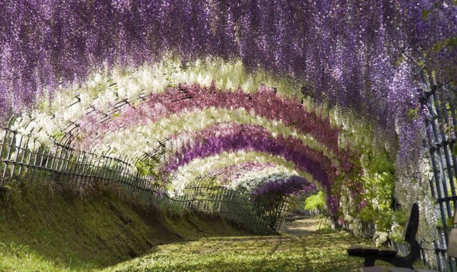 Wisteria Tunnel, Japan