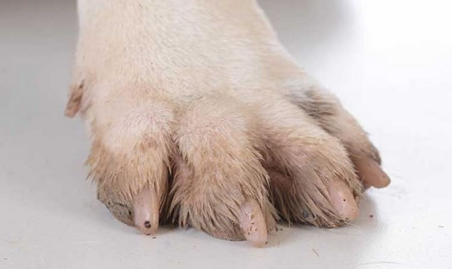 fungal infections in dogs