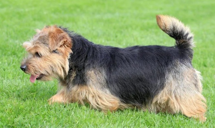 norfolk terrier breeds