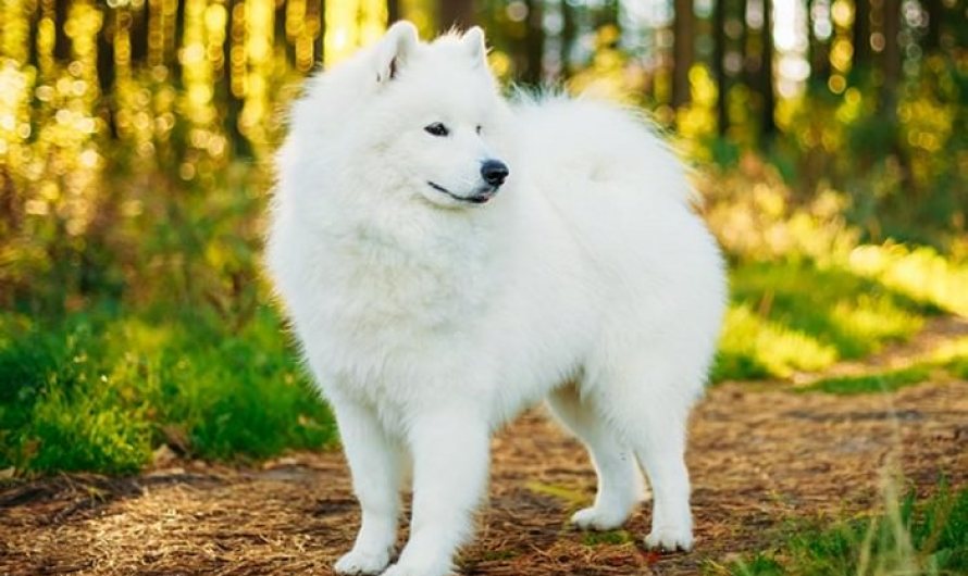 samoyed expensive dog breeds in pakistan