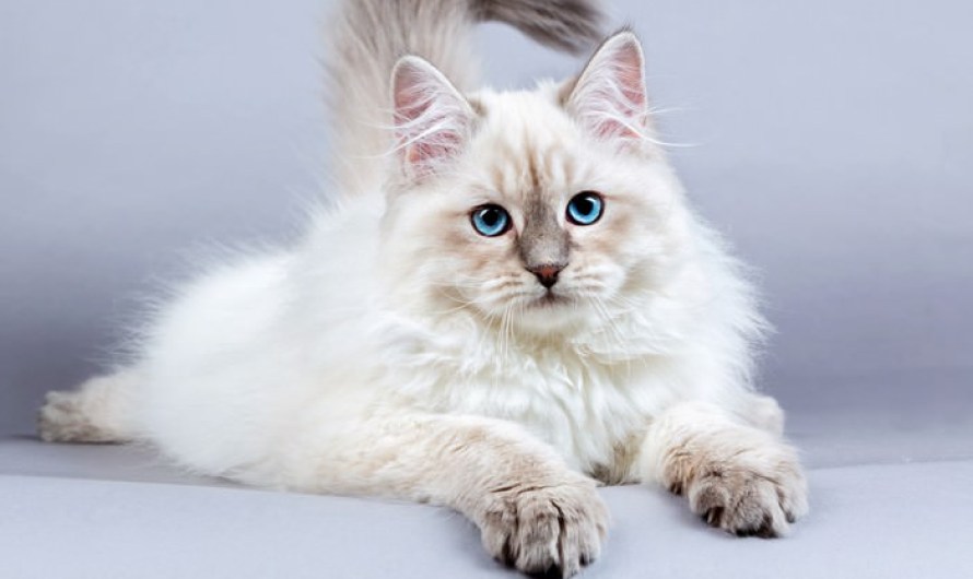 siberian cat